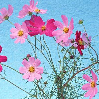 竞彩足球app下载手机版